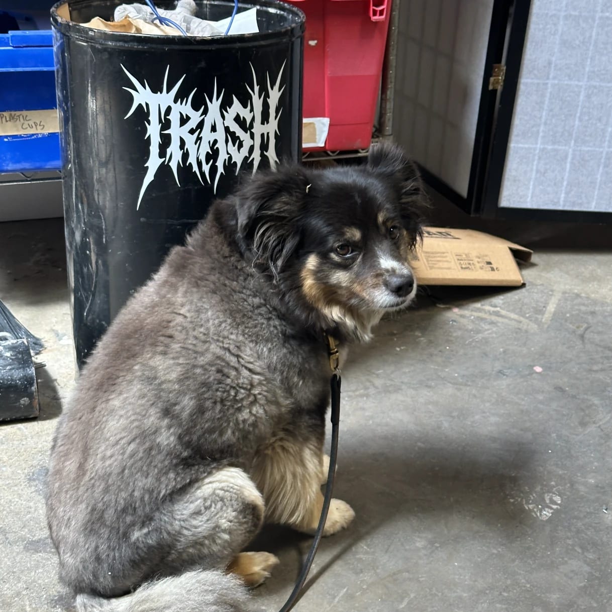 Shop Dog Sign Shop Helper In Workshop, custom signage project in the San Francisco Bay Area.