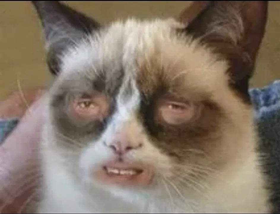 Cat meme site photo for the SEG install page, Terry the troubleshooting tabby