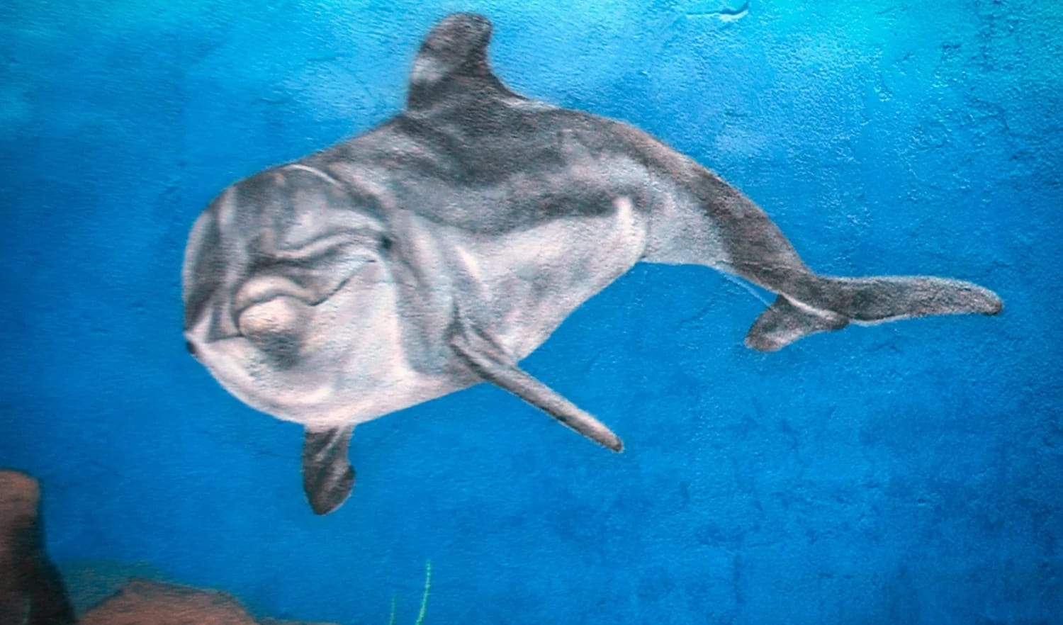 dolphin painted by muralist in bay area.jpeg