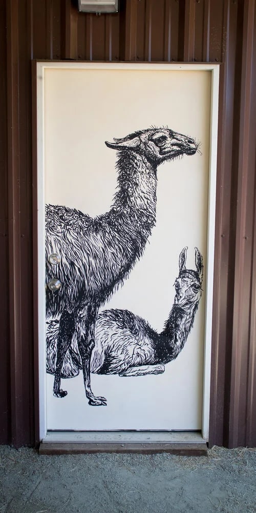 llama-5.jpg