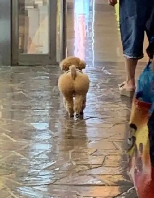Hallway dog meme