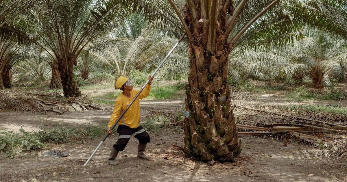 Palm Oil Crisis: Why the Wilmar Probe Could Trigger Indian FMCG Volatility