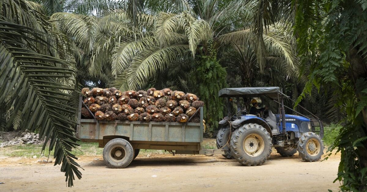 Palm Oil Glut: Why FMCG Stocks Are Poised for a Margin Rebound
