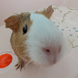 Ginger the guinea pig