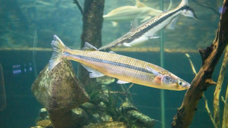 Odontesthes bonariensis, el pejerrey bonaerense