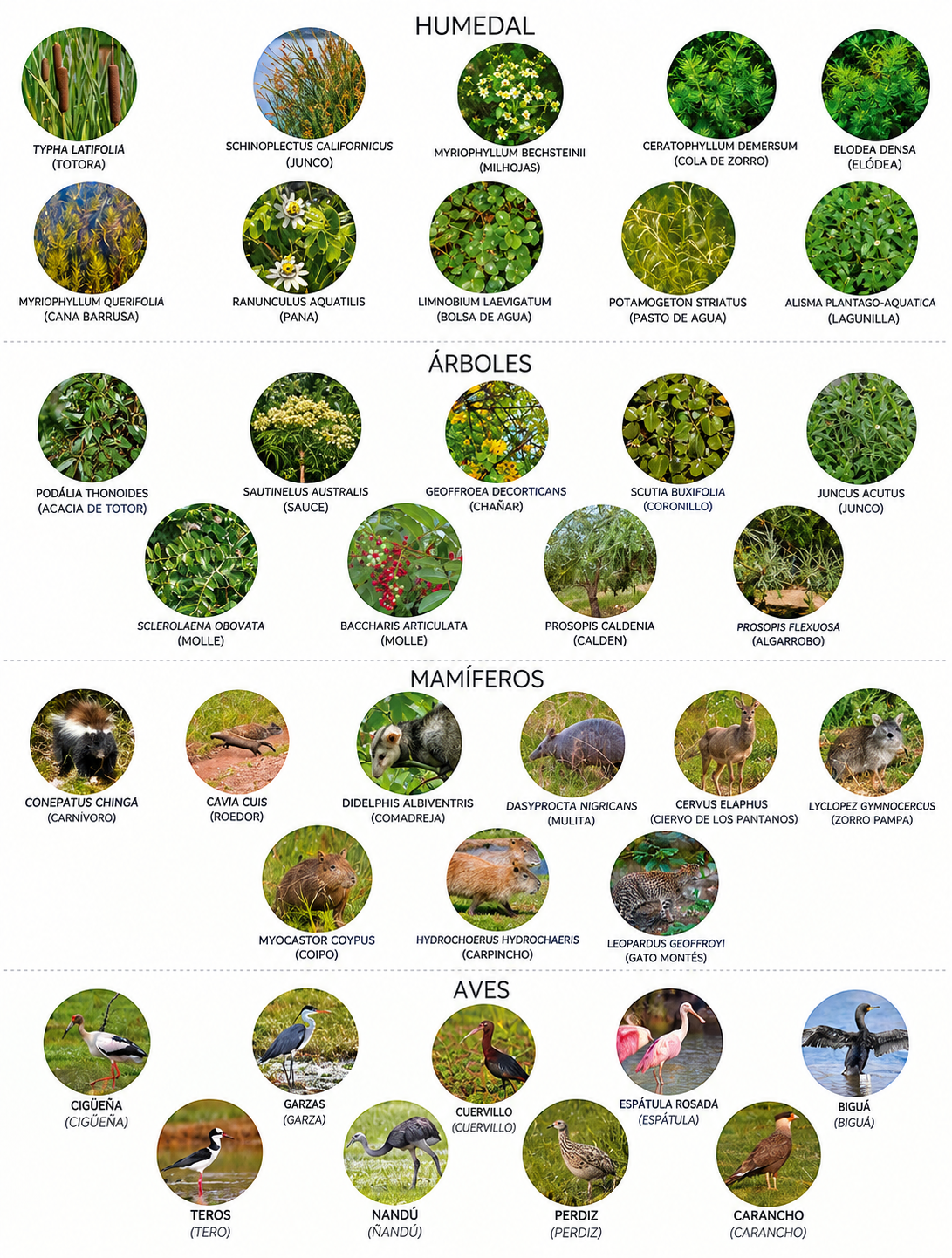 Flora y fauna del humedal de la Laguna de Chascomús