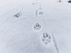 Шприцы и шпицы: война соседей началась в ЖК «Пригороде Лесное»