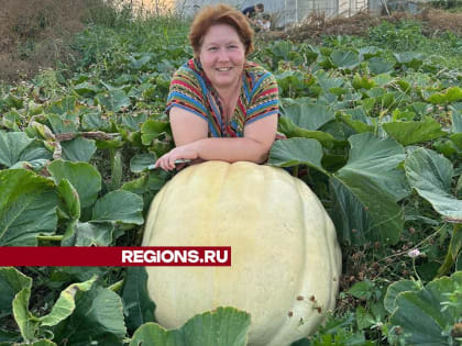 Садовод из Звенигорода угощает соседей 200-килограммовой тыквой