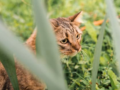 Пытавшийся вернуться кот чуть не упал с высоты
