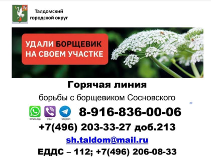 В Талдомском  городском  округе открыта «горячая  линия» по вопросам связанных с произрастанием борщевика Сосновского.