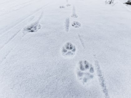 Шприцы и шпицы: война соседей началась в ЖК «Пригороде Лесное»