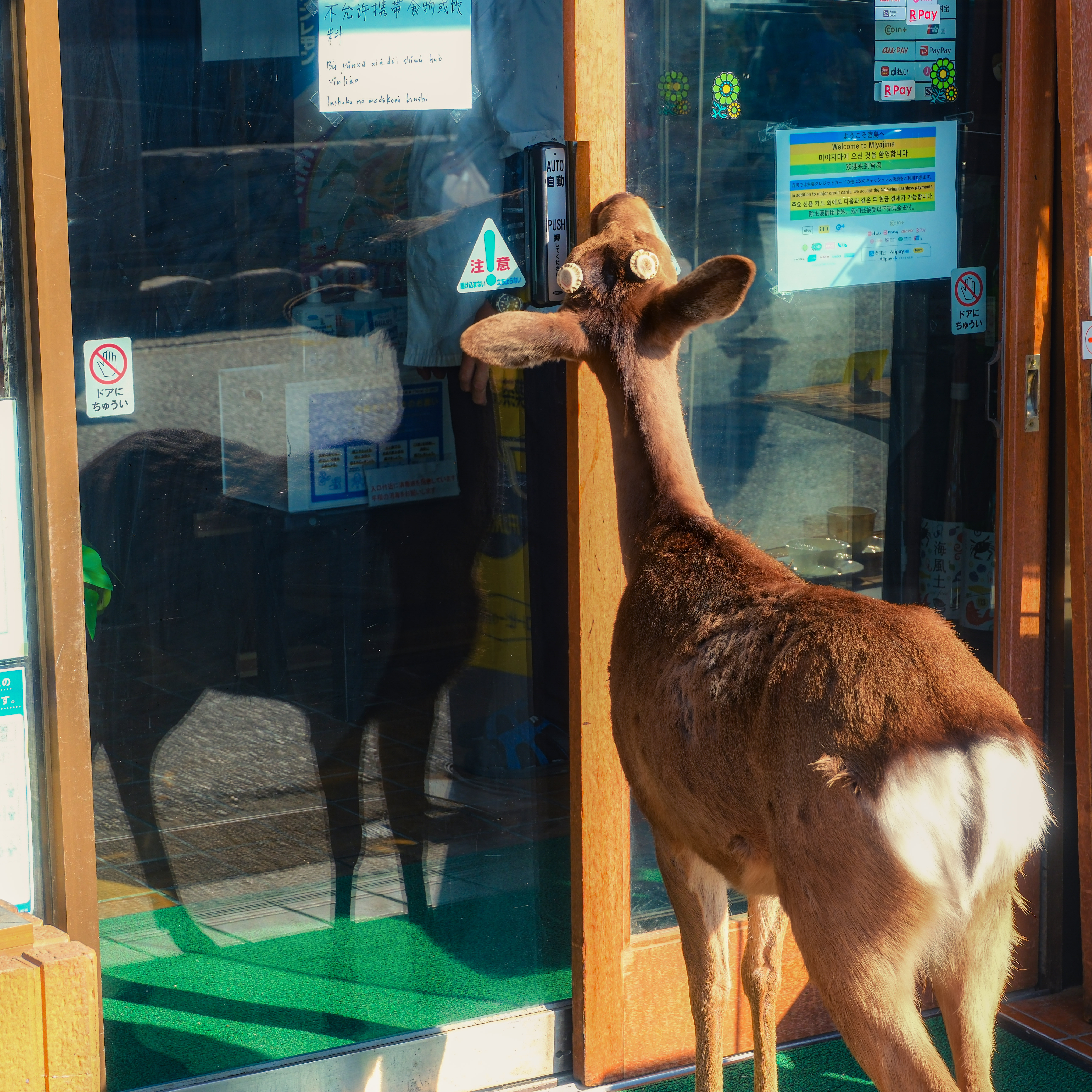 deer entering a shop