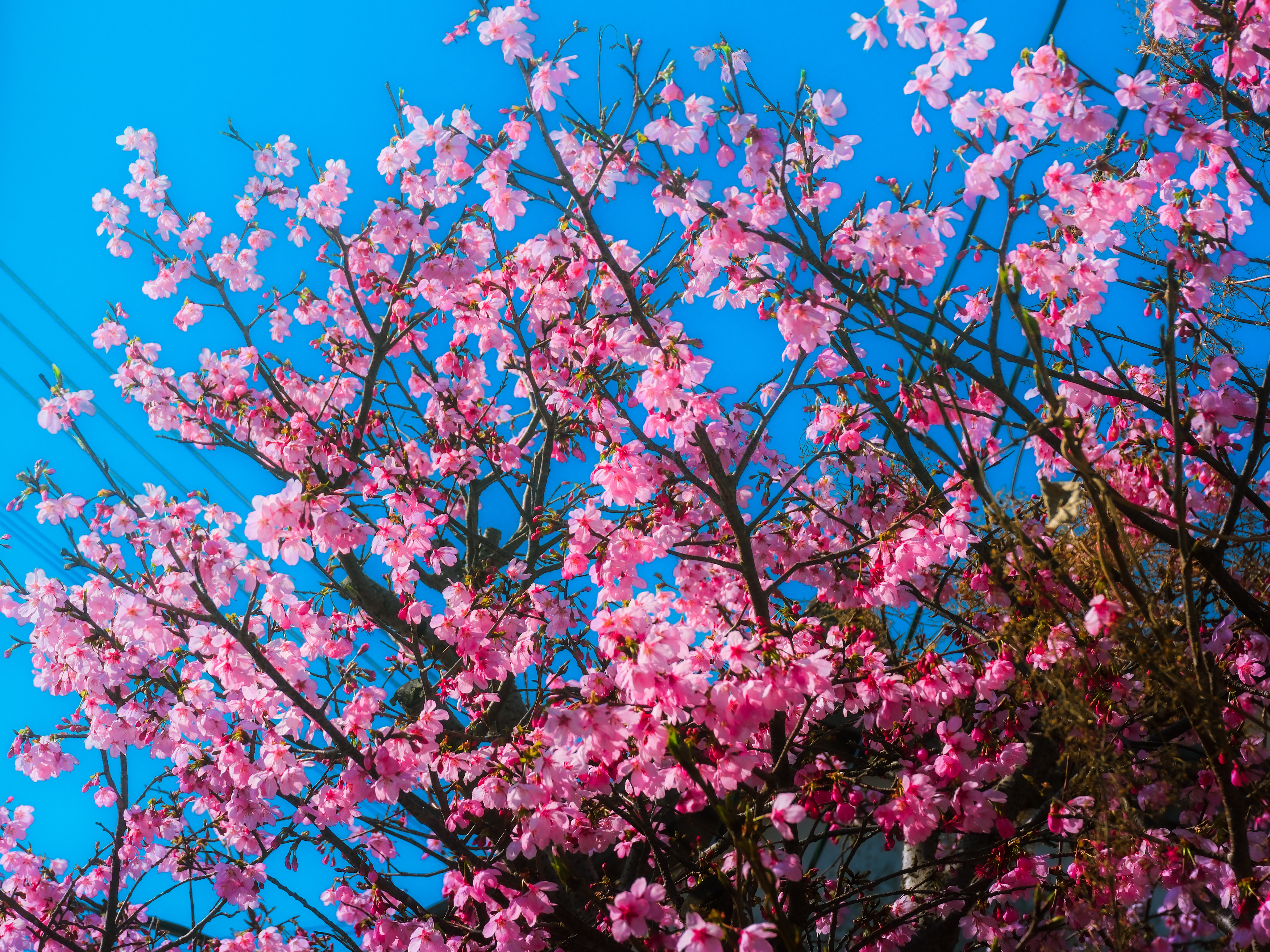 Sakura outside Ibusuki train station