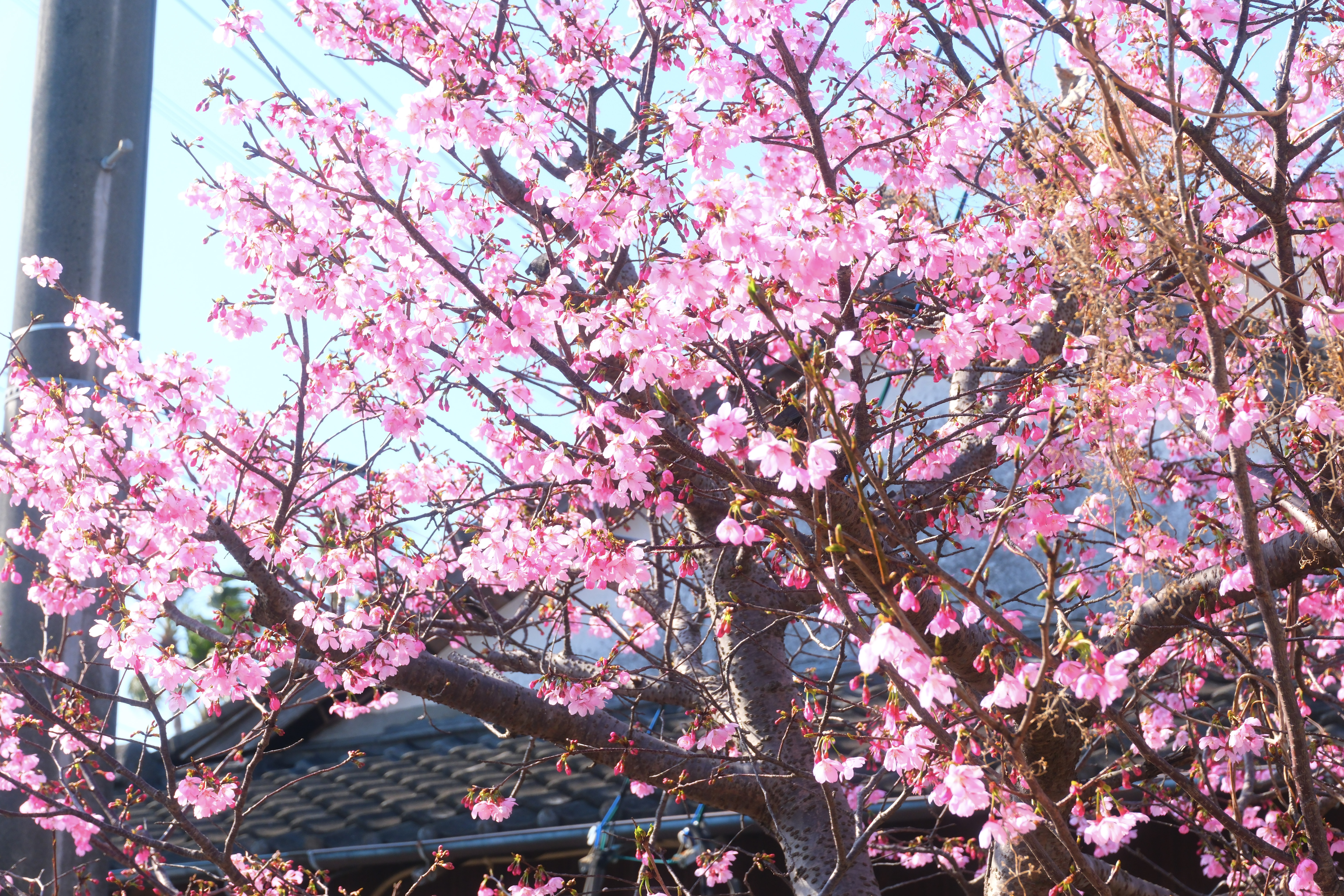 More sakura blooming