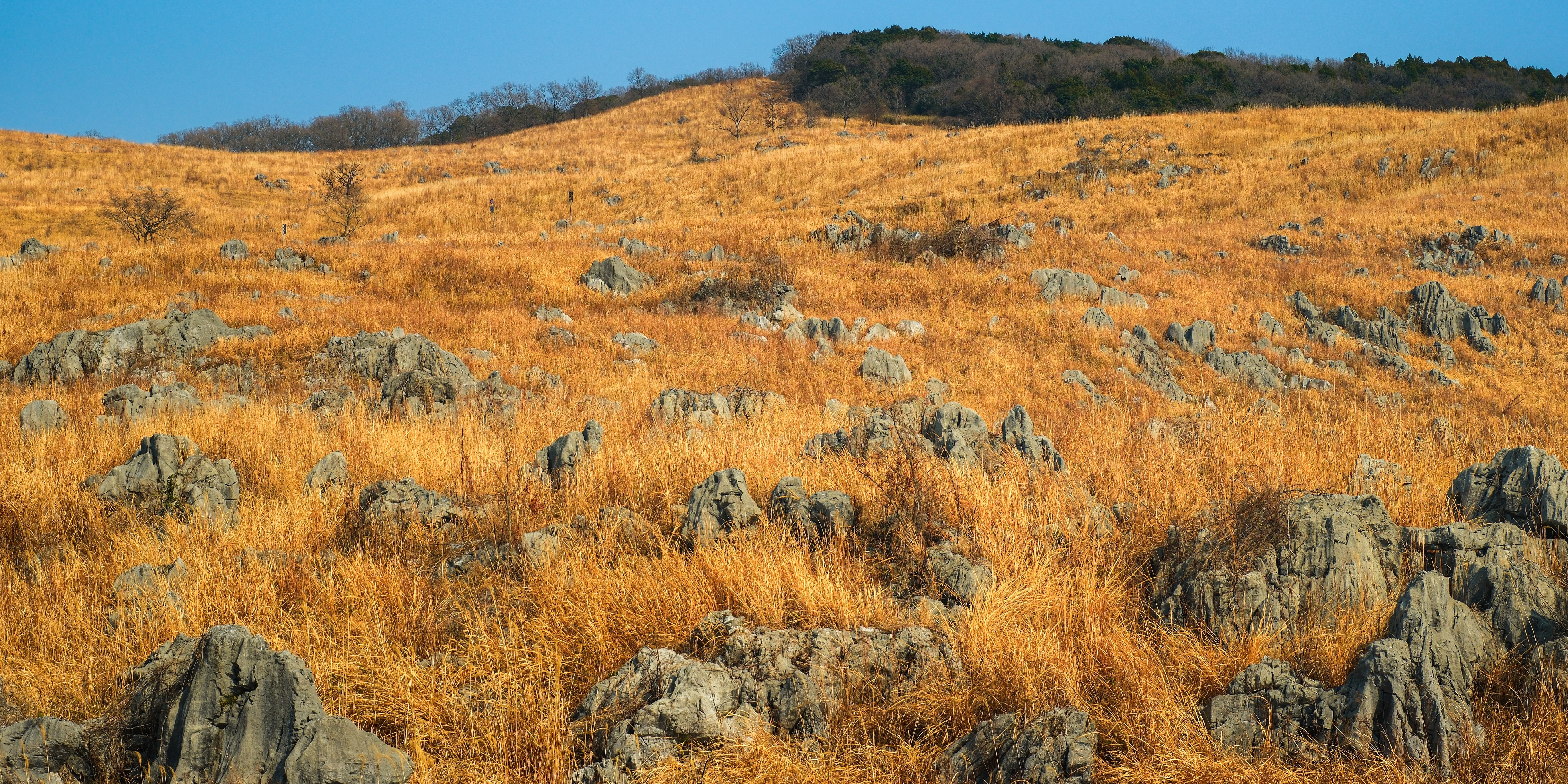 Limestone jutting out in the karst plains