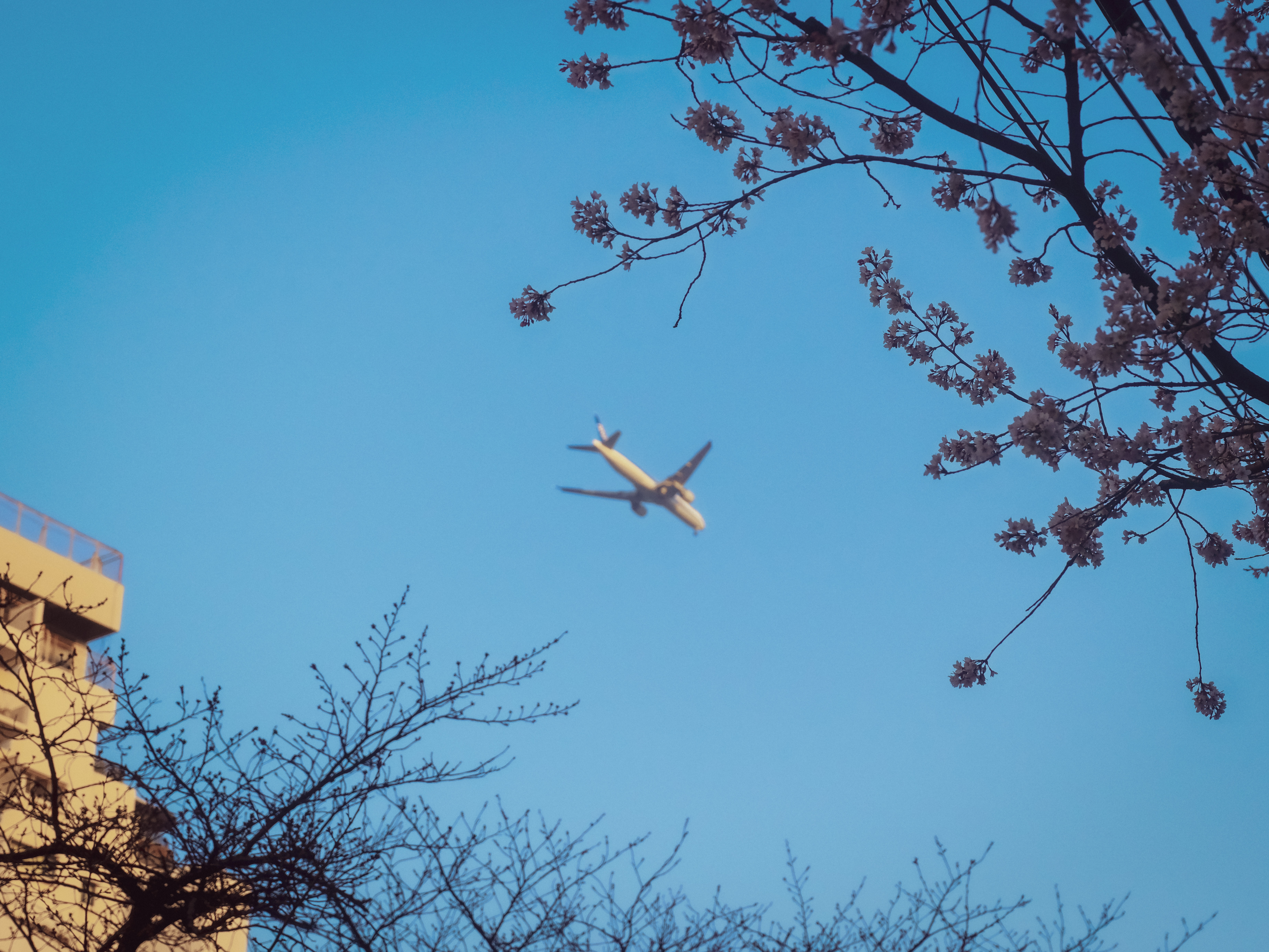 plane through the sakura