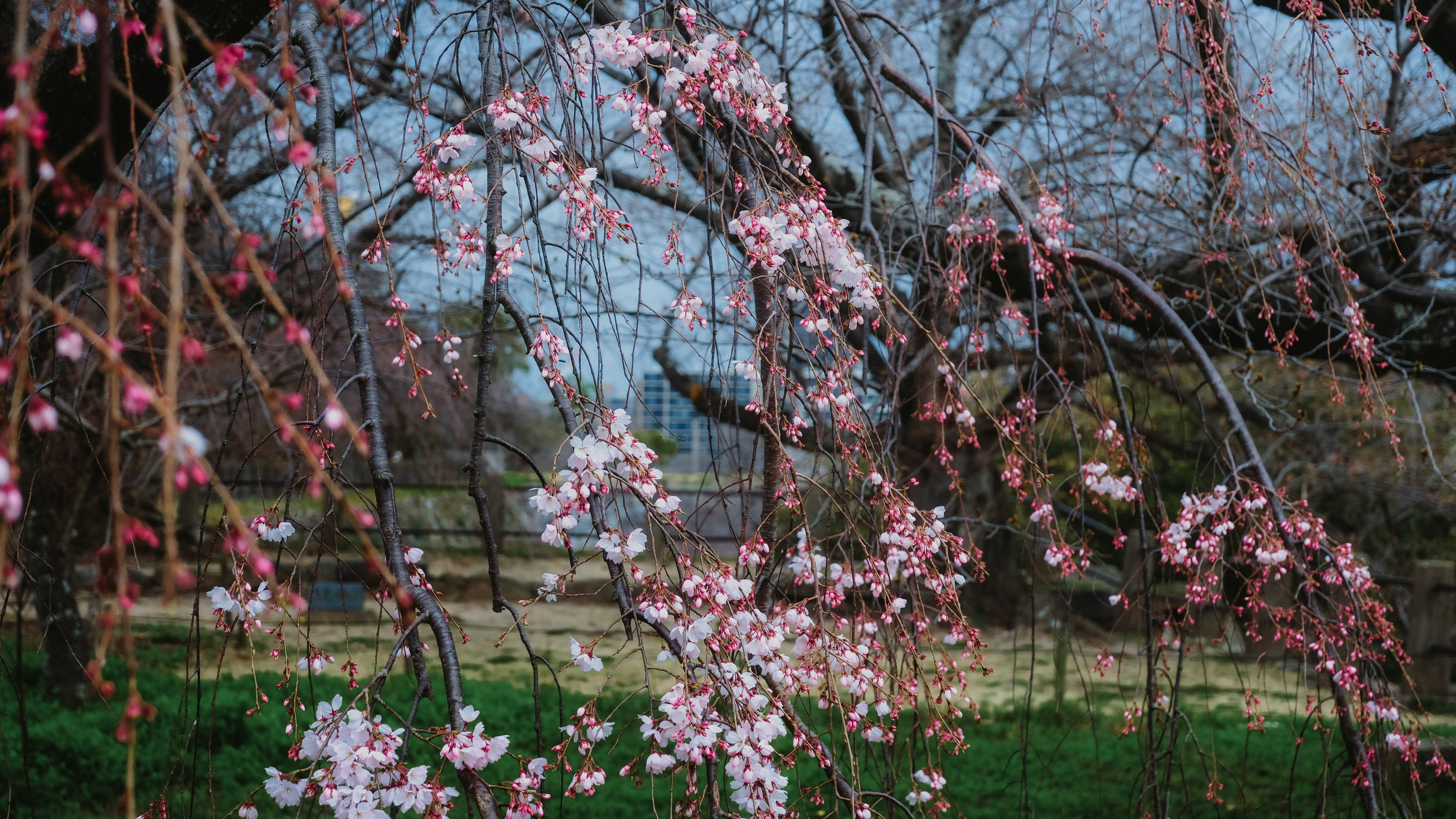 sakura outside fukuoka castle