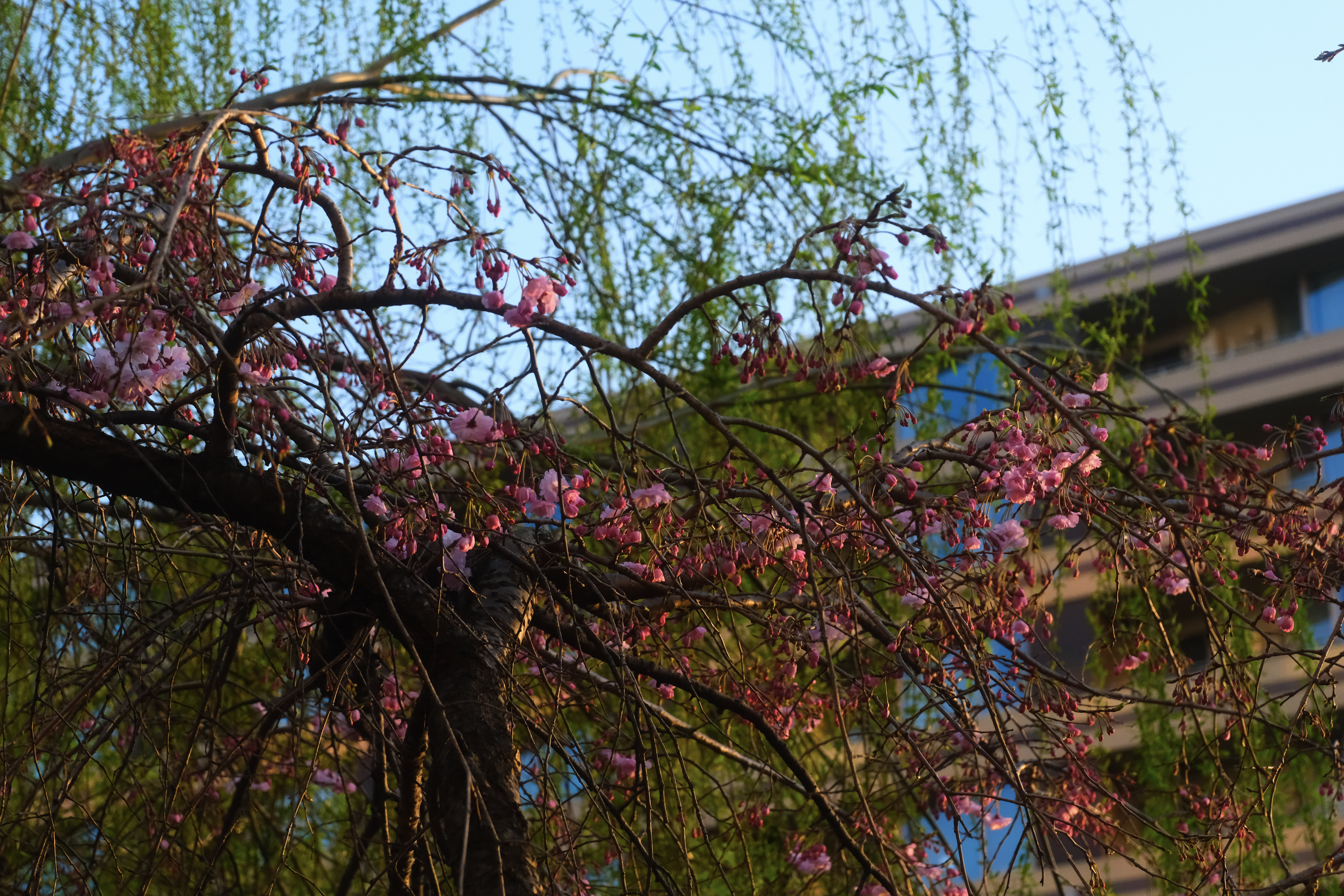 sakura along the Meguro river