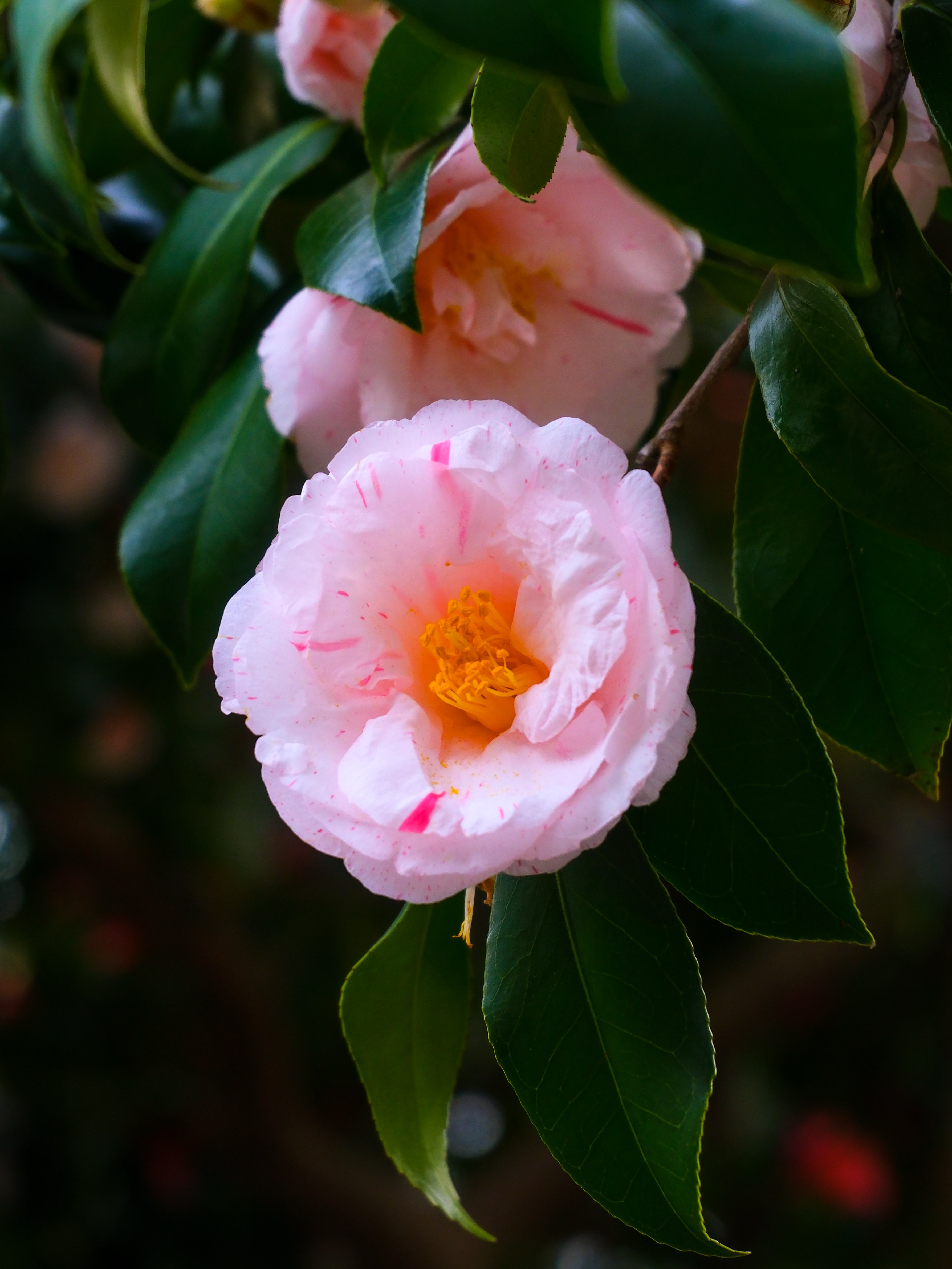 camellia japonica