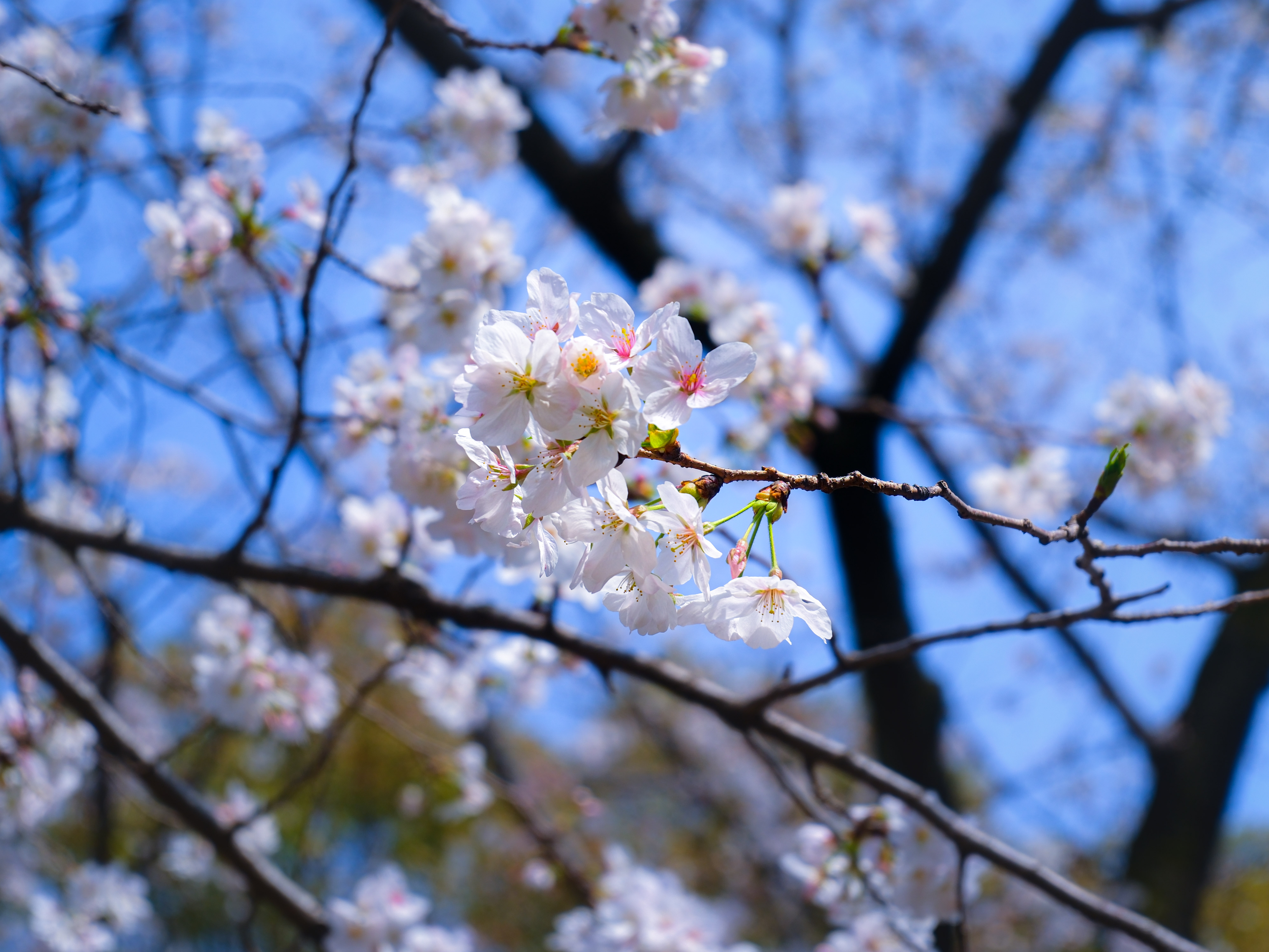 sakura blossoms closeup