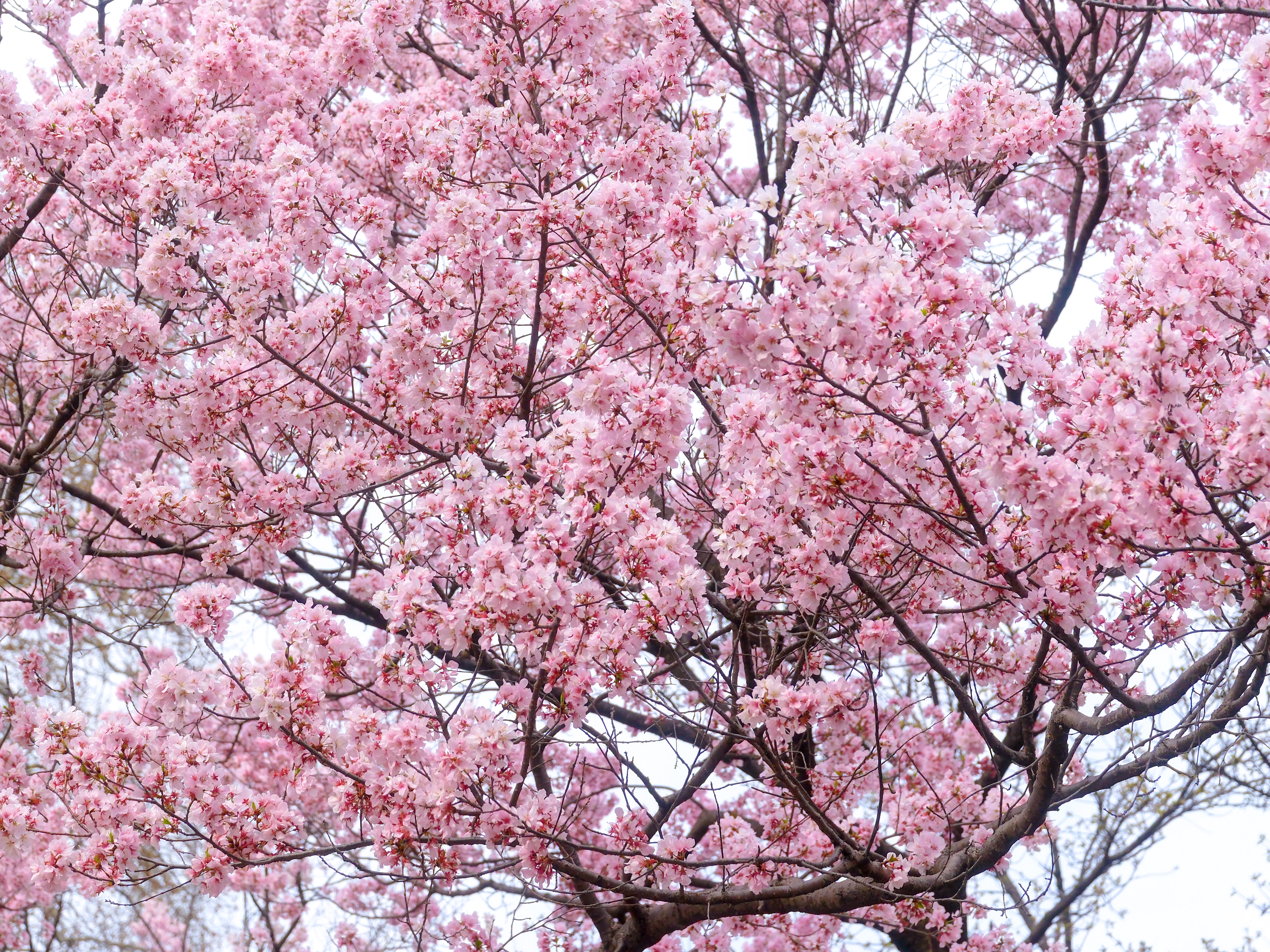 more sakura blossoms