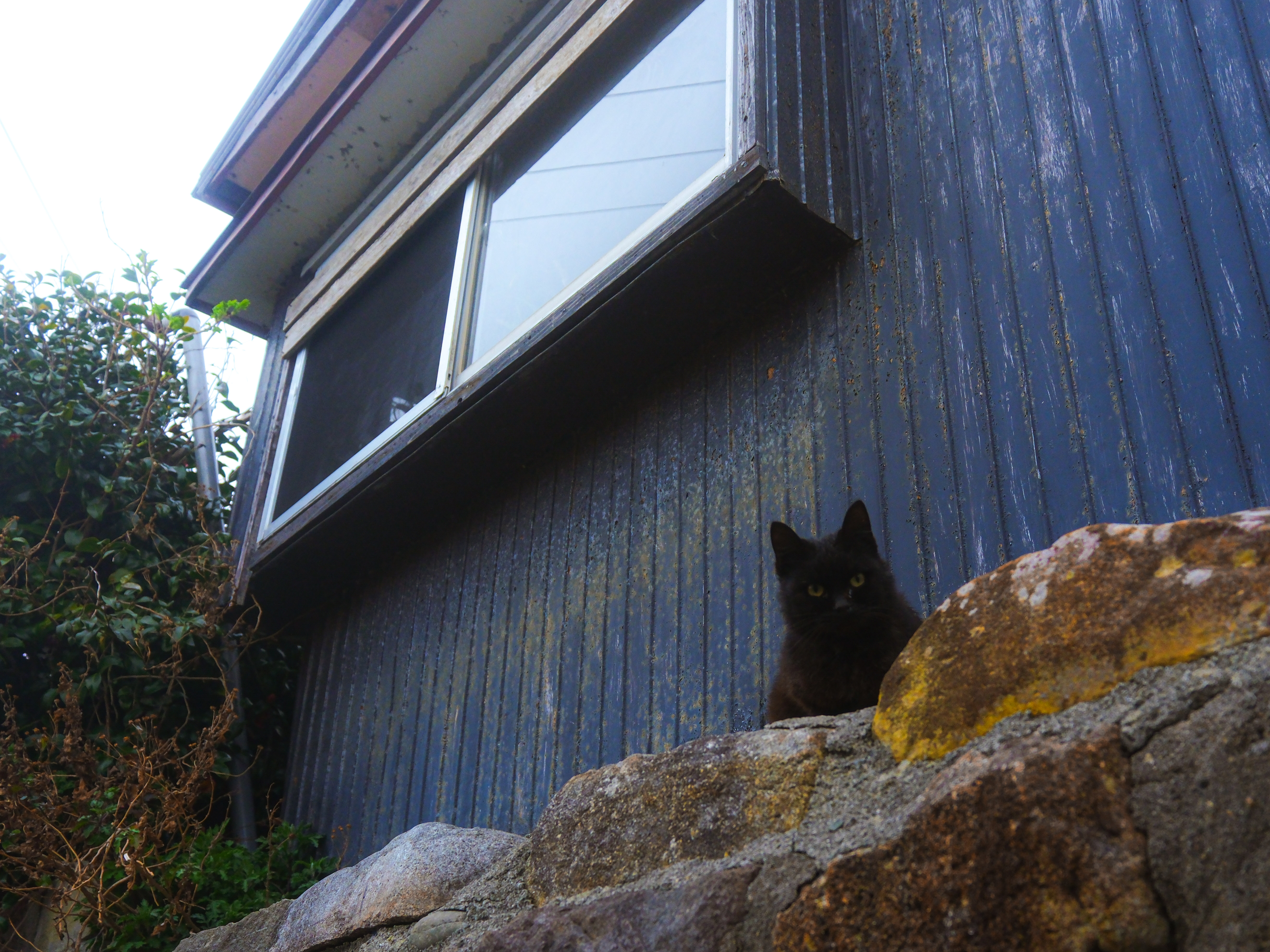 cat peering down