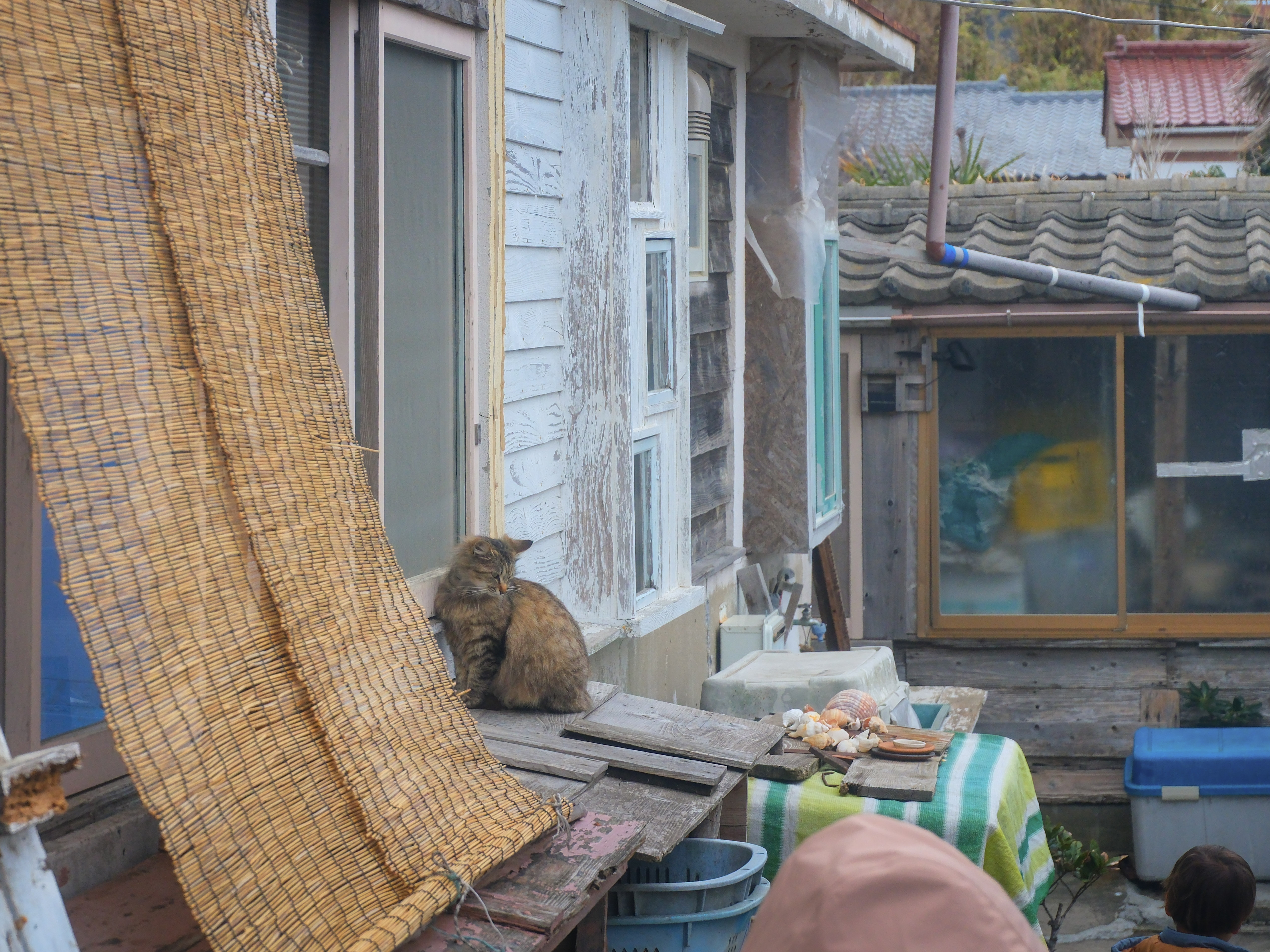 cats chilling