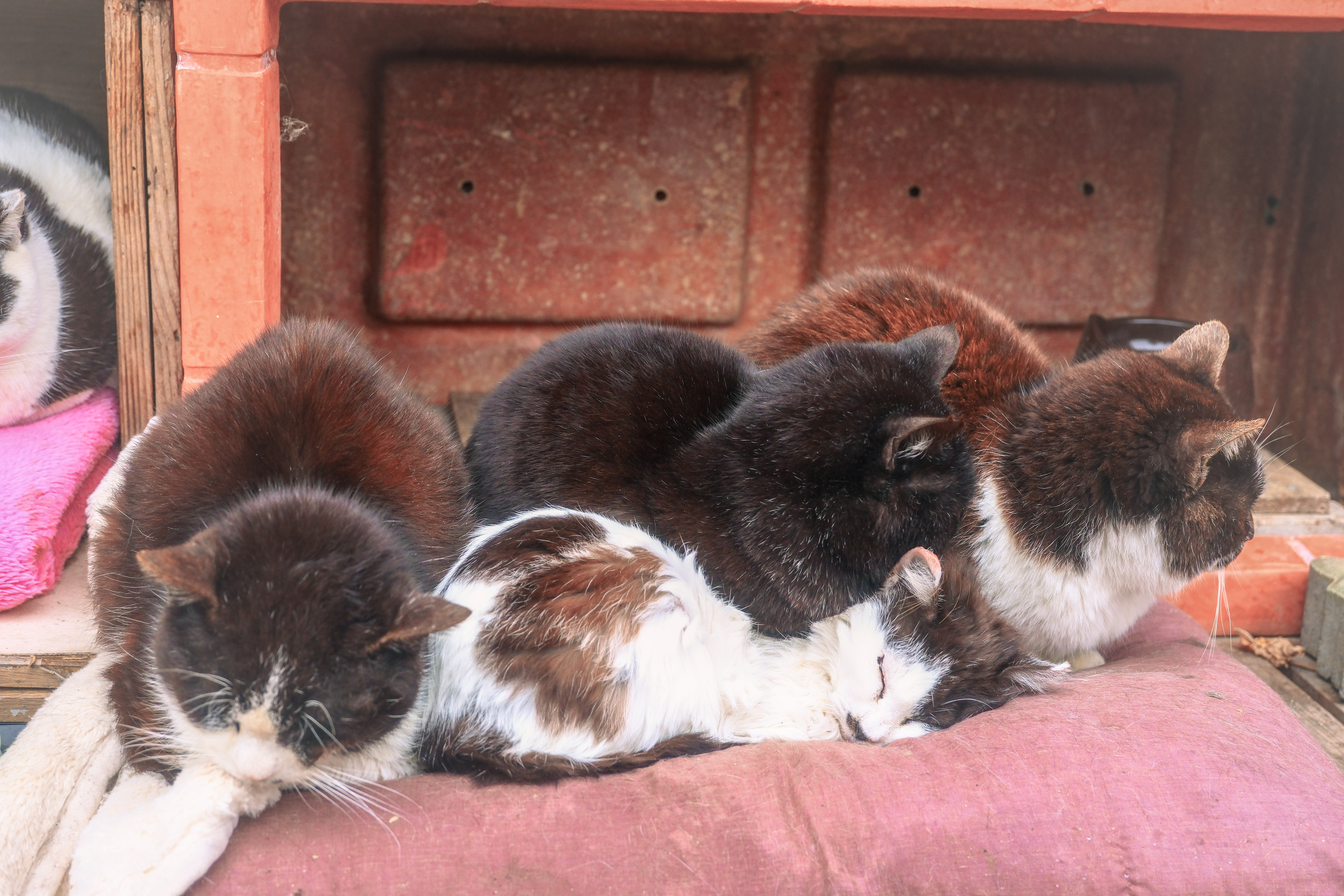 cat napping together