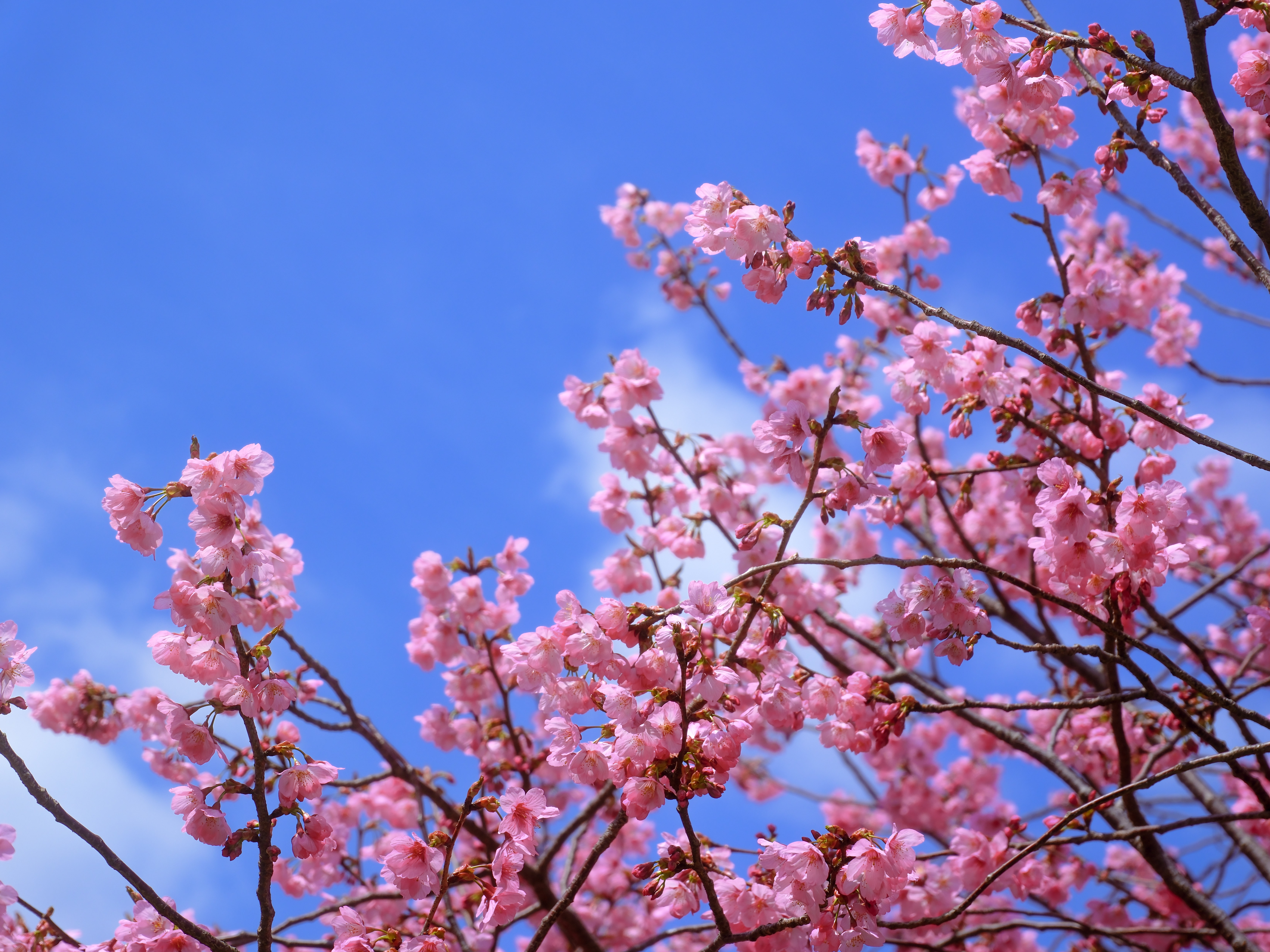 and more sakura