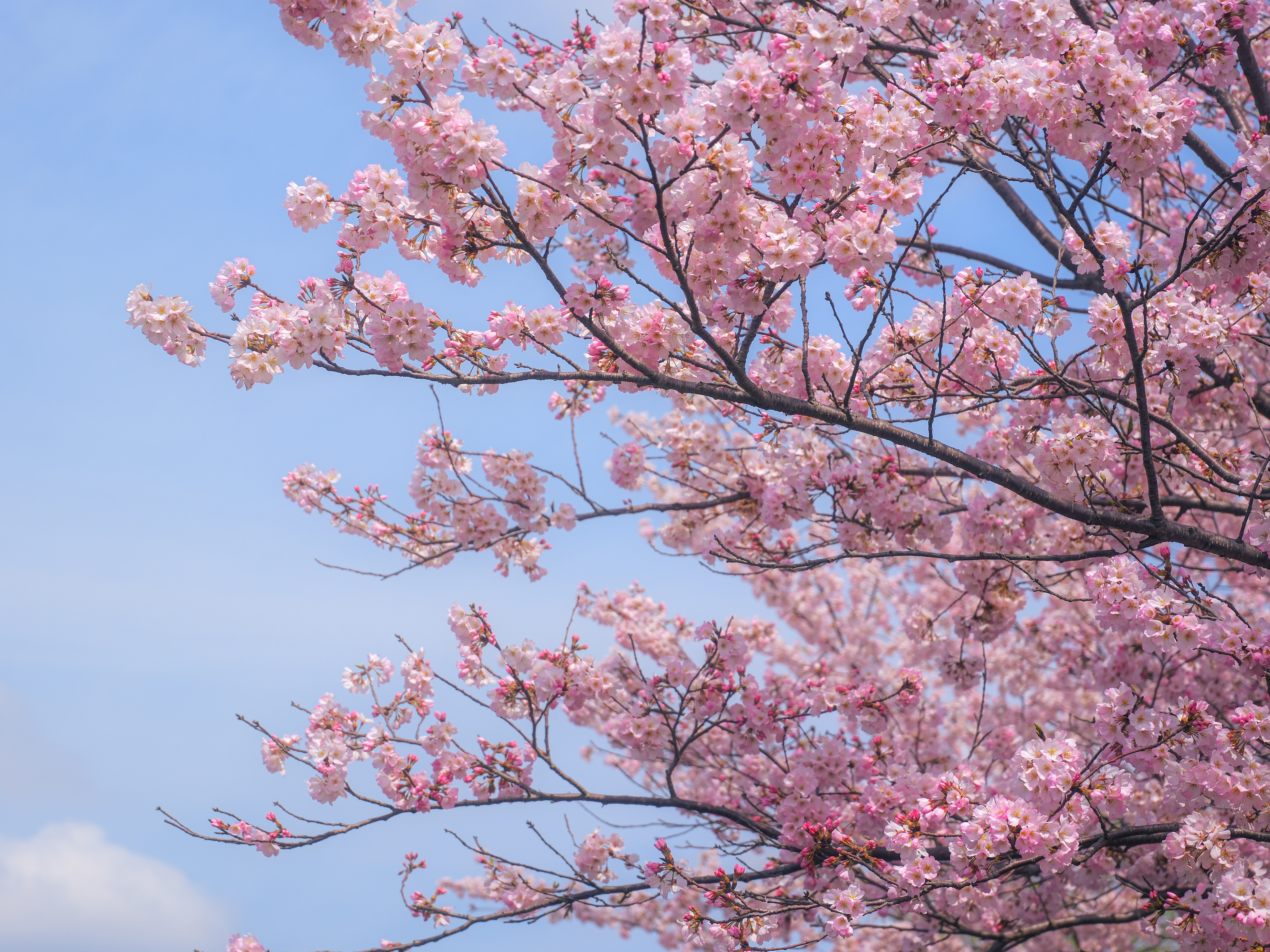 more sakura