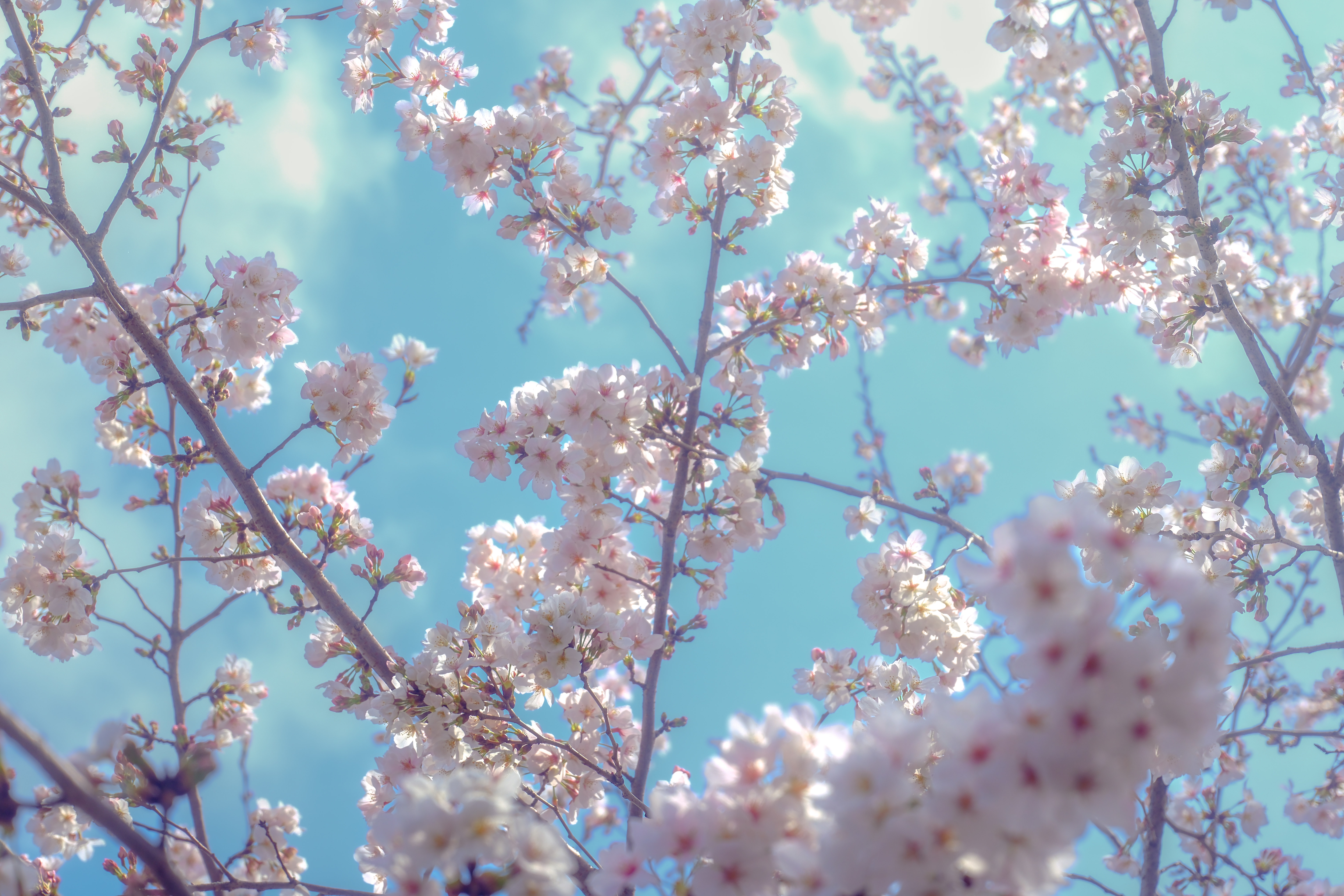 even more sakura