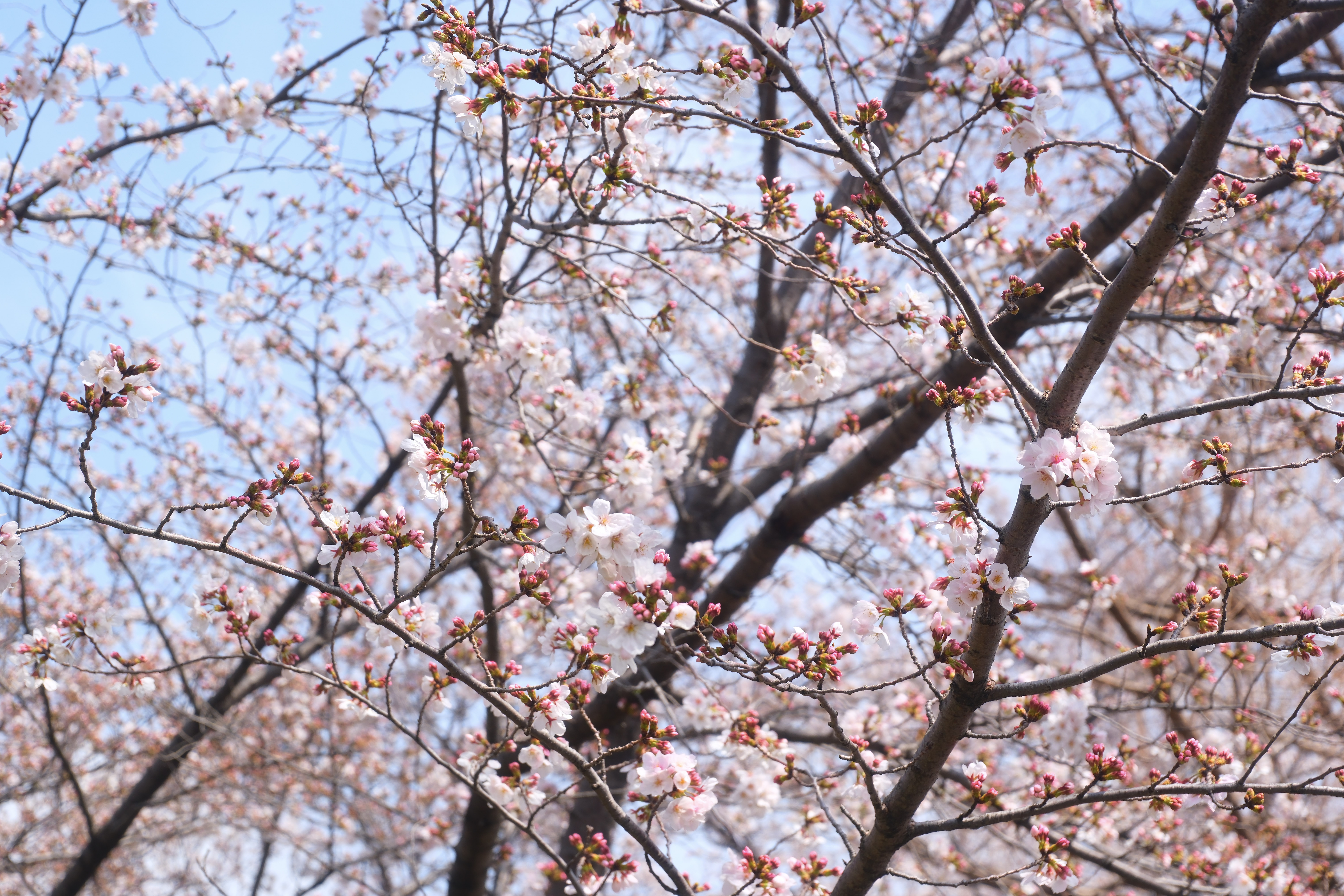 sakura trees