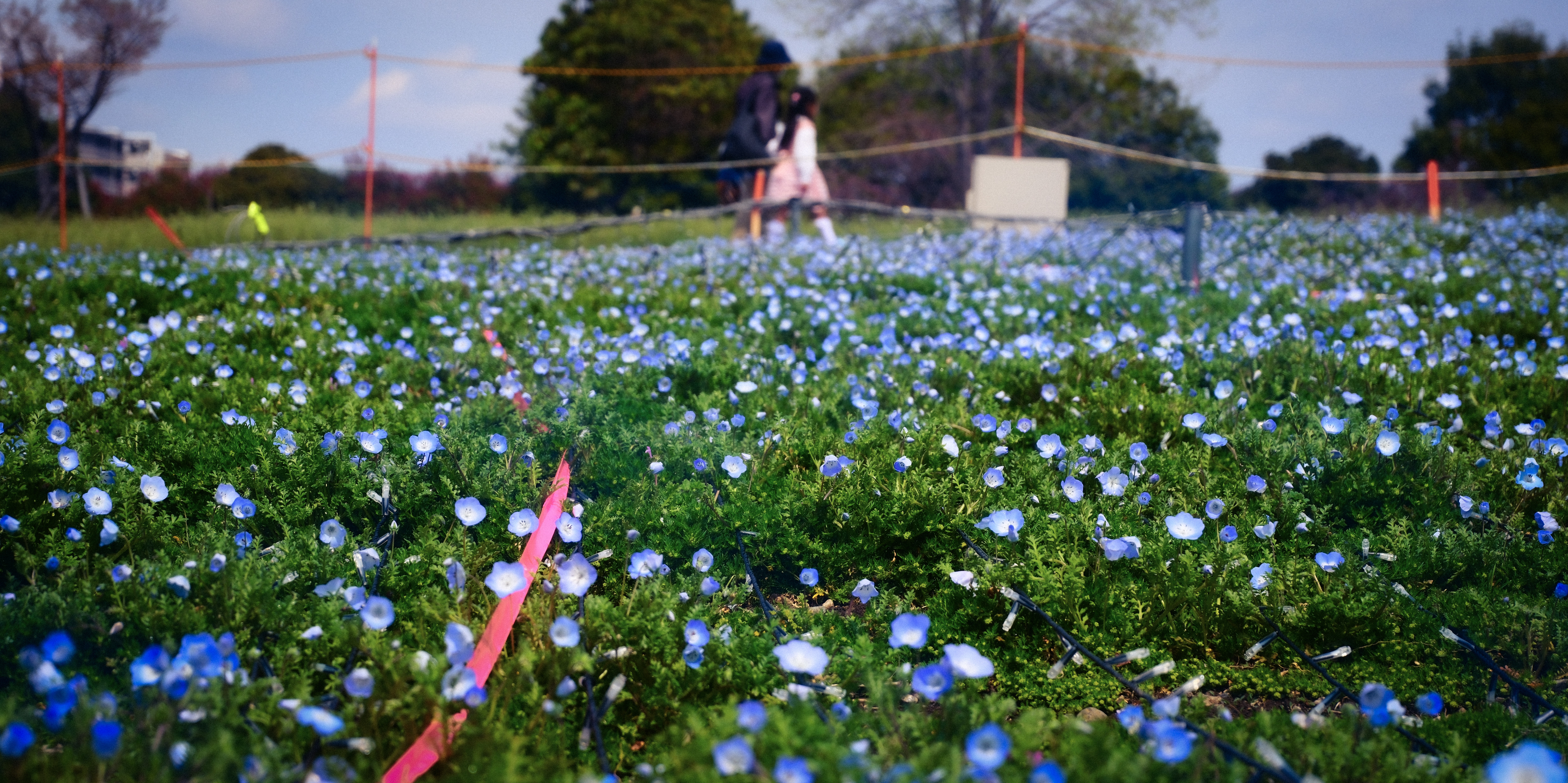 flowers at the park