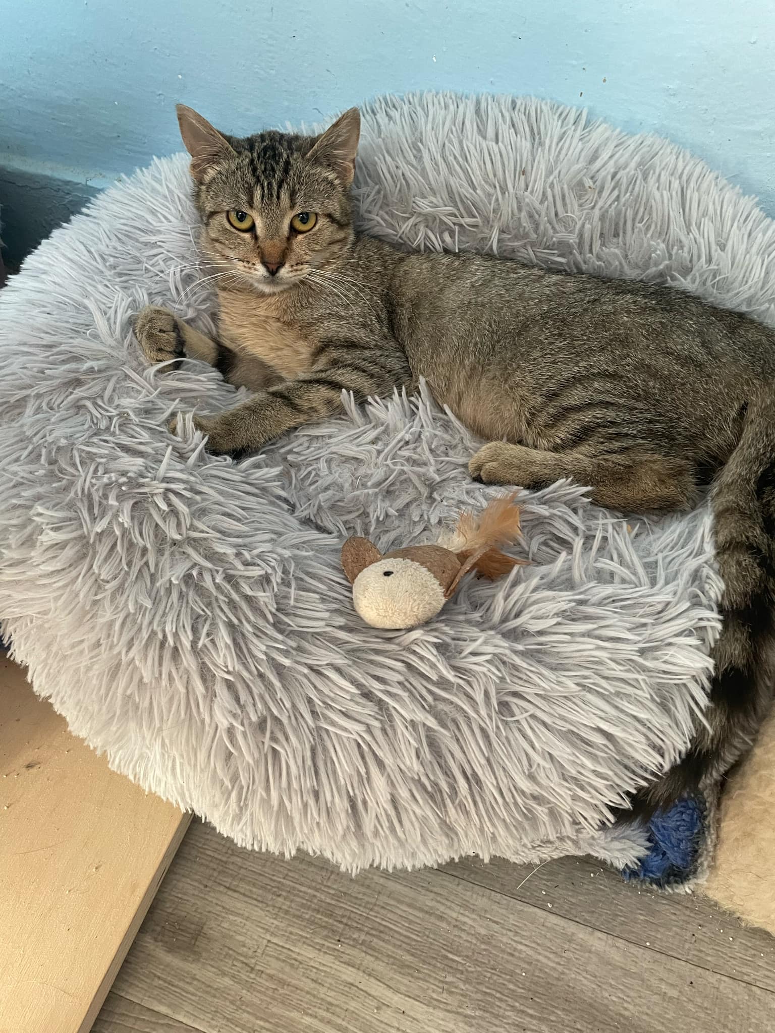 Cleo