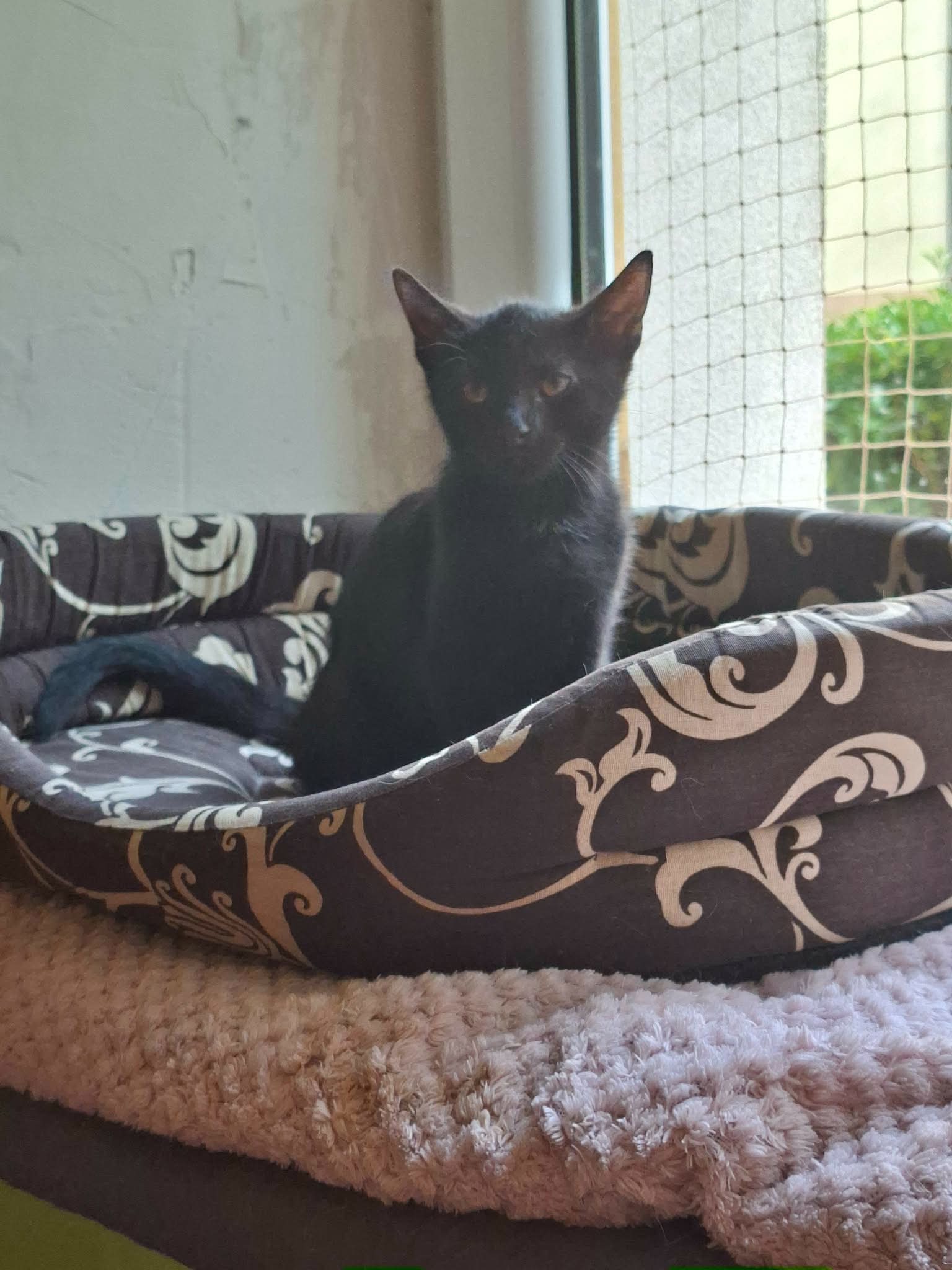 Simba