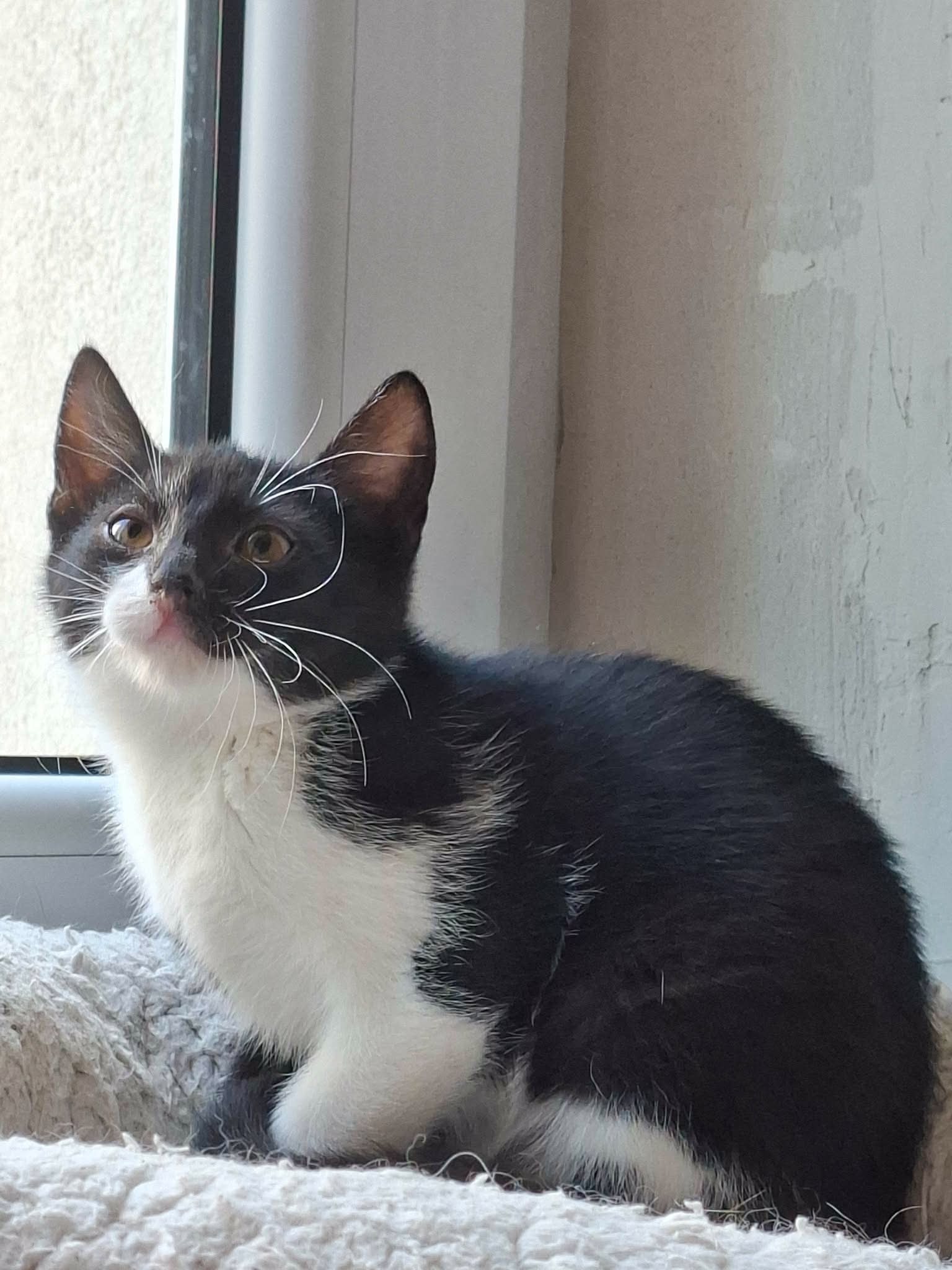 Sabrina