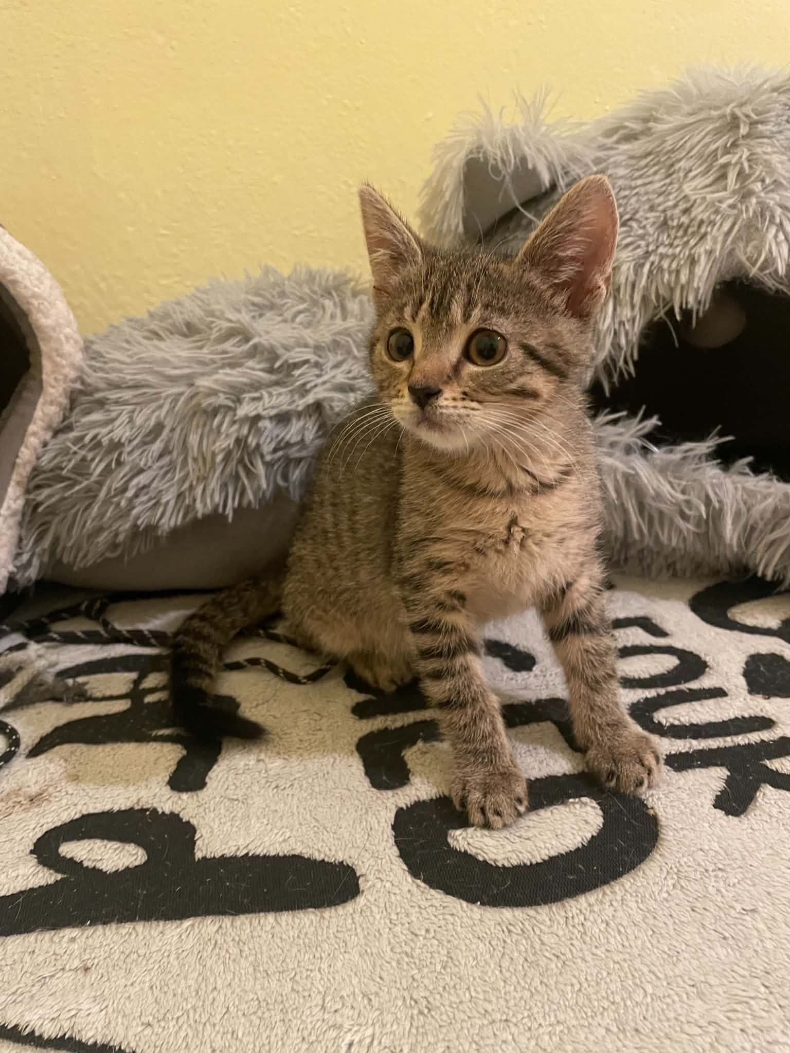 Kiara