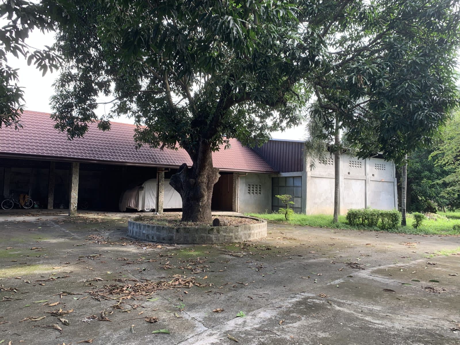 2-storey residential house on a 8,786 sq. meter orchard lot