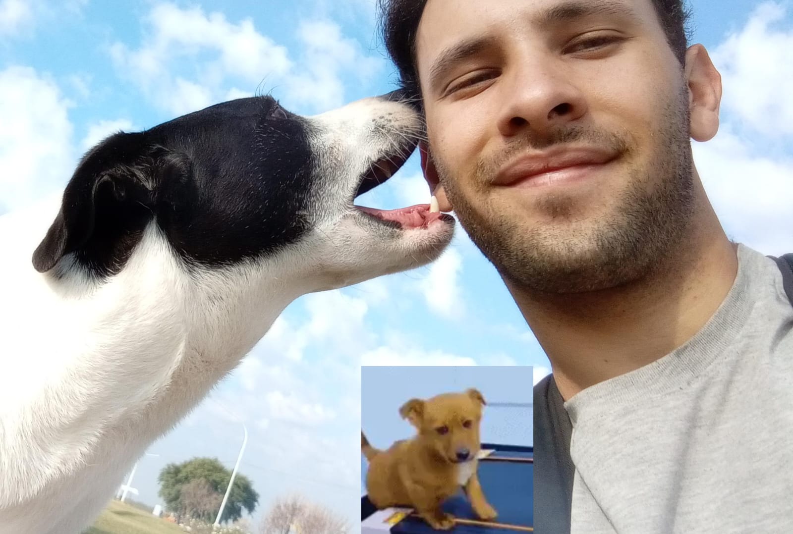 Paseador canino 🐕