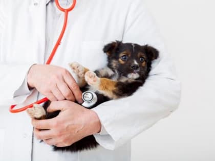 Ветеринарного врача из Владивостока поймали на крупной взятке