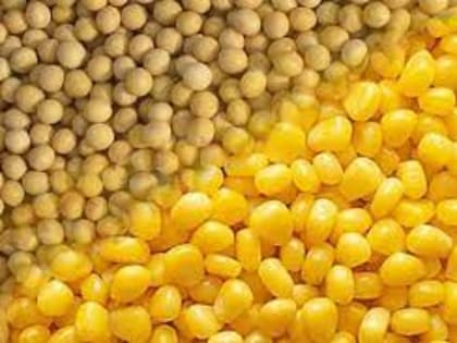 Мировой рынок зерна: соя вышла на месячный максимум, пшеница и кукуруза тоже подорожали во вторник