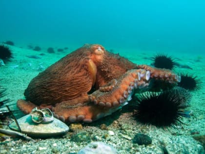 Подводный мир приморского дайвинга представили на выставке в Москве