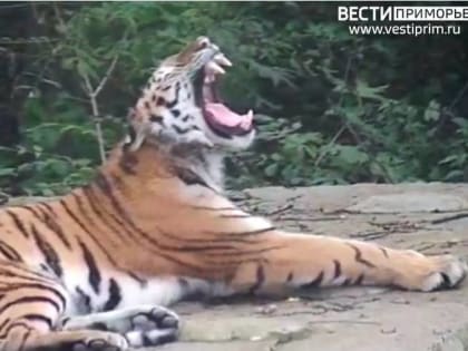 Редкое появление амурского тигра в Витязе