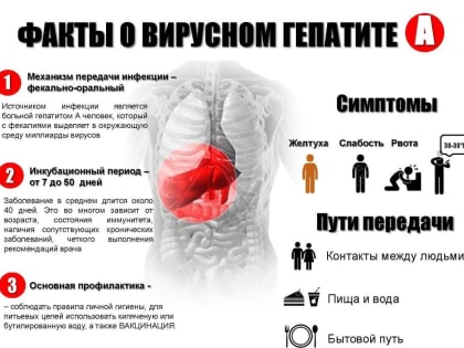 С 24 по 30 июля 2023 года в России проводится Неделя профилактики заболеваний печени в честь Всемирного дня борьбы с гепатитом 28 июля