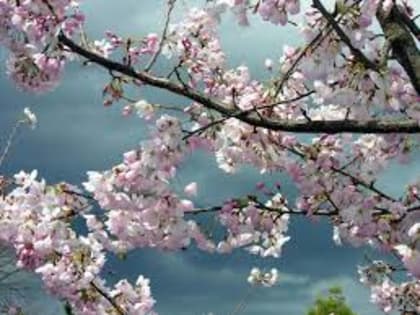 В пятницу в континентальных районах Приморья сохранится тепло