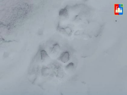 Загрыз собаку: приморцев предупреждают о тигре в Спасском районе