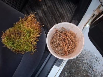 Два жителя Приморского края привлечены к уголовной ответственности за незаконный оборот краснокнижного растения