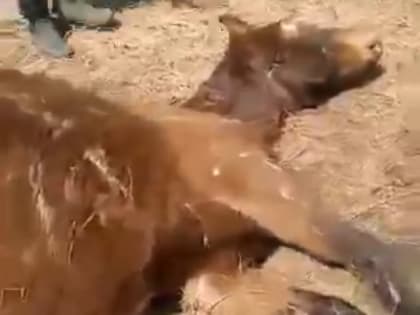 «Хозяйничают тигры». Жуткие кадры опубликовали в Приморье — видео (18+)