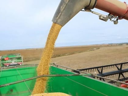 Сбор сои в Приморье: урожайность осталась прежней