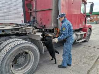 Более 35 тысяч транспортных средств обследовали кинологи Уссурийской таможни в 2022 году